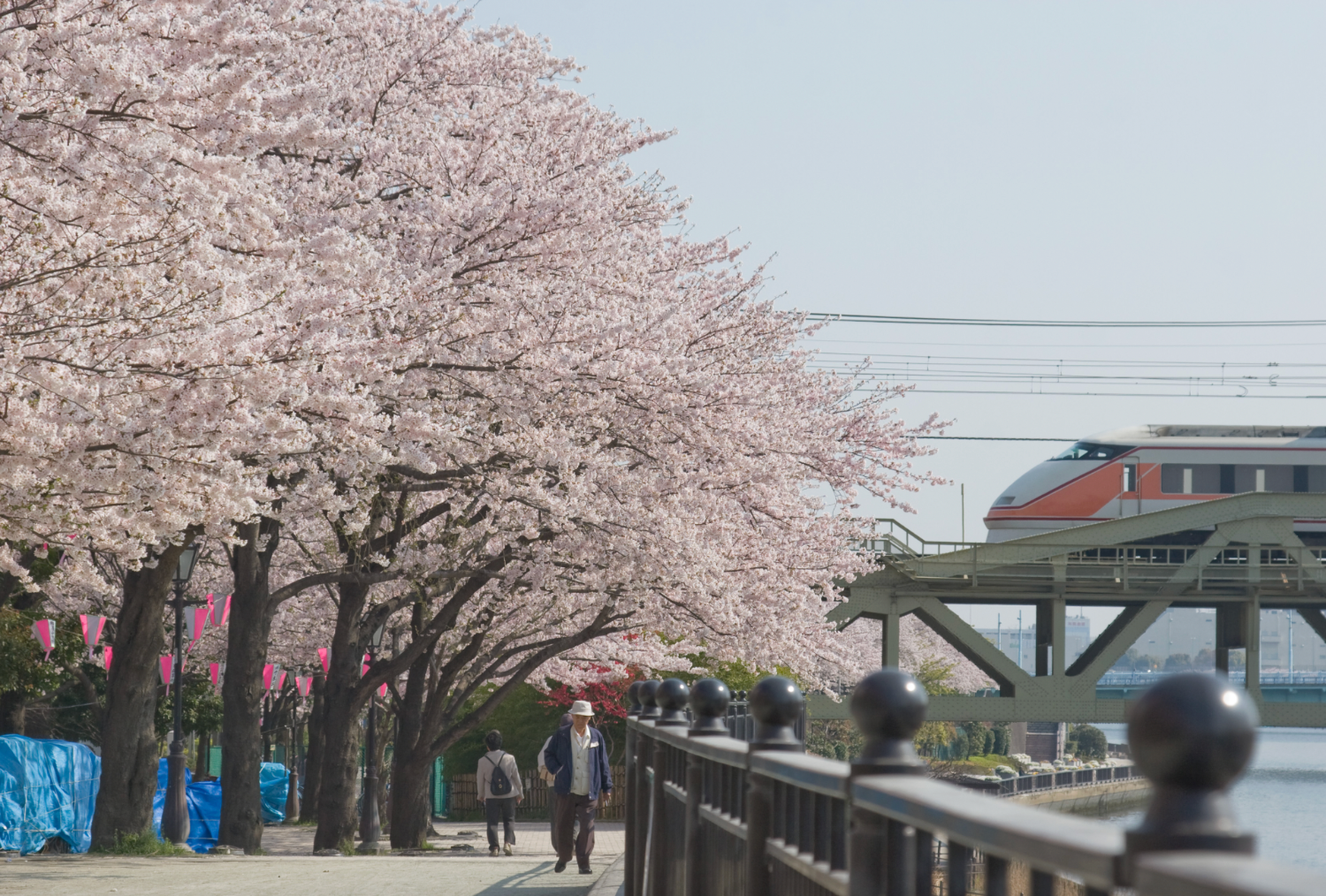 Guide to Cherry Blossom in Kyoto